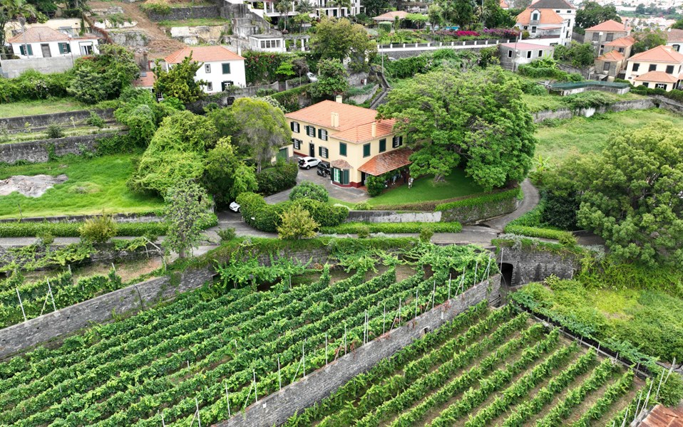 Wine Experience <br>
Funchal